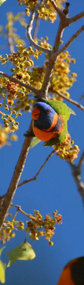Bunte Vögel überall